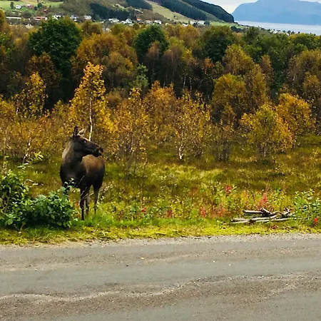 Campingplasser Og As Sortland